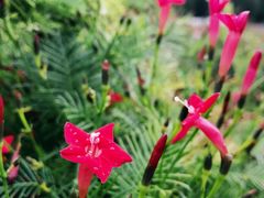 -紫海香堤香草艺术庄园
