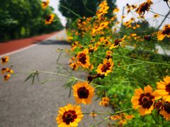 -上海长兴岛郊野公园