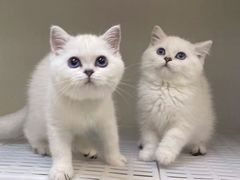 -lincat·猫舍(广州店)