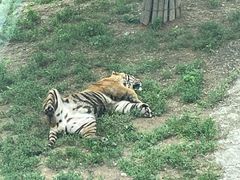 -大连森林动物园