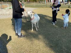 -前小桔亲子创意农场·草莓采摘·露营烧烤