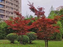 -四川大学(华西校区)