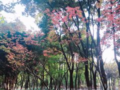 -后襄河公园