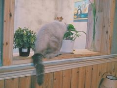 -猫色咖啡·猫咖