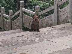 -王顺山国家森林公园