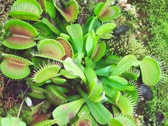 -国家植物园南园