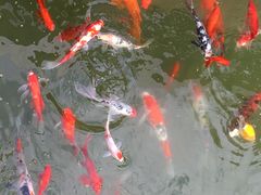-上海虹桥宾馆(郁锦香品牌酒店)