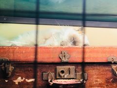 -猫咪博物馆(顶澳仔猫街店)