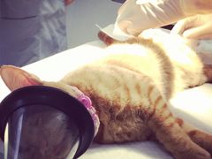 -爱侣宠医·鹦鹉专科·小型哺乳类·异宠专科(灵石路店)