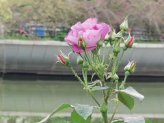 -东莞植物园