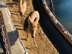 -奈良公园
