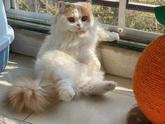 -安安宠医宠物医院·异宠·犬猫内科(岳阳分院)