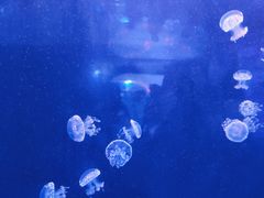 -左海海底世界