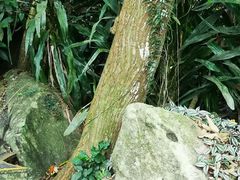-呀诺达热带雨林