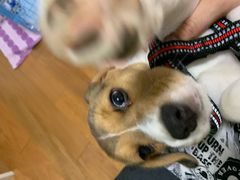 -翊宠yipet猫狗购宠庄园犬舍•猫舍