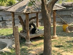 -石家庄市动物园