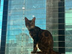 -楼上猫咖(罗湖店)