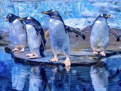 -海合安武汉极地海洋公园