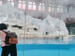 -帝企鹅自助餐厅•儿童岛•真企鹅(长隆企鹅酒店)