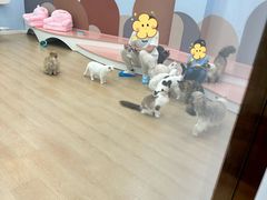 -1013 PET SHOP 宠物商店(近铁城市广场店)