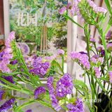 沉浸在美丽的花花草草中不可自拔