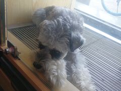 -哈尼爱宠·宠物生活会馆
