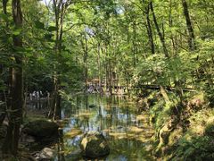 -牛背梁国家森林公园