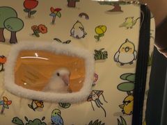 -爱侣宠医·鹦鹉专科·小型哺乳类·异宠专科(灵石路店)