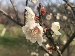 -林屋梅海青梅保护基地