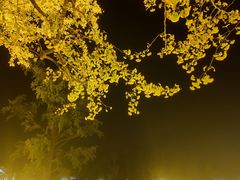 -千年银杏谷文化旅游区