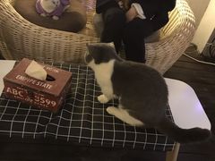-喵zoo家庭繁育猫舍(尖东智能花园店)