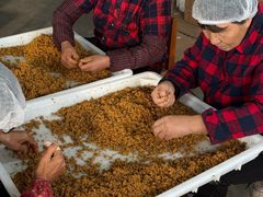 -苏州市吴中区光福窑上花果蜜饯厂