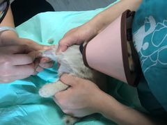 -乐派堂宠物医院·猫友好· 心脏科(东街店)