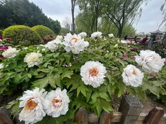 -莲花池公园