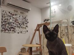 -楼上猫咖(罗湖店)