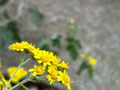 -秦岭终南山世界地质公园翠华山景区