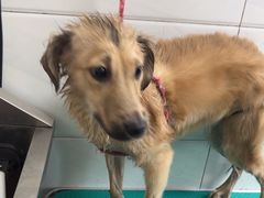 -利又安动物医院··老年病·猫科犬科·中兽医