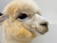 -怪兽屋·羊驼·猫咖·狗咖(俊华广场店)