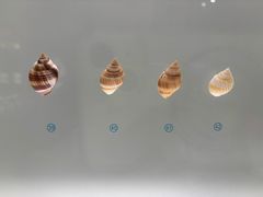 -青岛贝壳博物馆