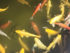 -宝界普菲特湖畔酒店