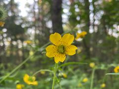 -帽儿山国家森林公园