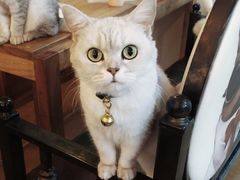 -李小姐の猫咖啡馆(五角场店)