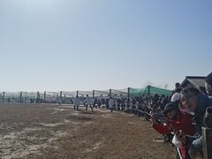 -盐城丹顶鹤湿地生态旅游区