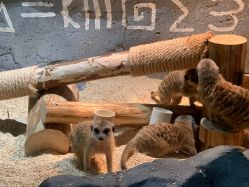 -Zoolung Zoolung动物主题公园(海信广场店)