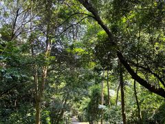 -南宁良凤江国家森林公园