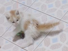 -中农国际动物医院24小时·猫科·骨科·急重症中心
