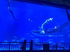 -烟台海昌鲸鲨海洋公园