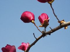 -陈家山荷花公园