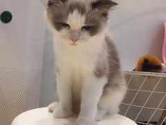 -momokira米努特·德文卷毛猫·棉花面纱犬