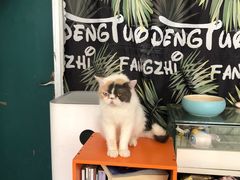-平行世界·猫咖(首经贸店)